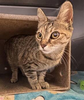 Domestic Short Hair Cats Available for Adoption in Camarillo, California - A882134 | PetCurious