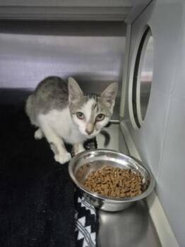 Falcon -  Domestic Short Hair Cat for Adoption in Columbus, Indiana - Falcon | PetCurious