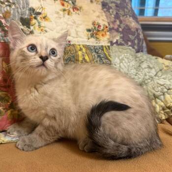 Ariel -  Domestic Short Hair and Siamese Cat for Adoption in Lewisville, Texas - Ariel | PetCurious
