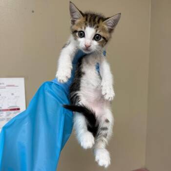 Burton -  Domestic Short Hair Cat for Adoption in Birmingham, Alabama - Burton | PetCurious