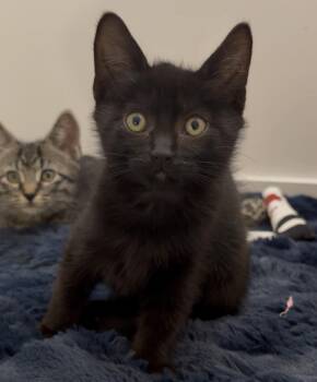 Rescue Domestic Short Hair Cats for Adoption in Cottonwood Heights, Utah - Clove | PetCurious