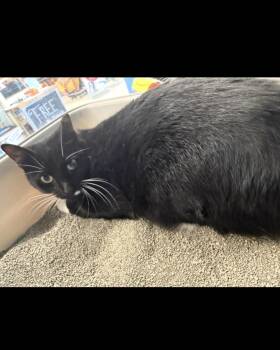 Jacqui & Soul -  Domestic Short Hair Cat for Adoption in Worcester, Massachusetts - Jacqui & Soul | PetCurious