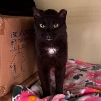 Good twin -  Domestic Short Hair Cat Available for Adoption in Mt. Juliet, Tennessee - Good Twin | PetCurious