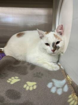 Willow -  Domestic Short Hair Cat for Adoption in Columbus, Nebraska - Willow | PetCurious
