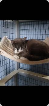 Bobbi -  Domestic Short Hair Cat Available for Adoption in Omaha, Nebraska - Bobbi | PetCurious