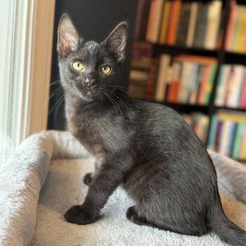 Rescue Domestic Short Hair Cats for Adoption in Delaware, Ohio - Mike Wazowski | PetCurious