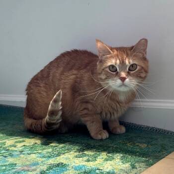 Rescue Domestic Short Hair Cats for Adoption in Gibsonia, Pennsylvania - Princess | PetCurious