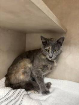 Pudding Whiskerpuff -  Domestic Short Hair Cat for Adoption in Bellevue, Washington - Pudding Whiskerpuff | PetCurious