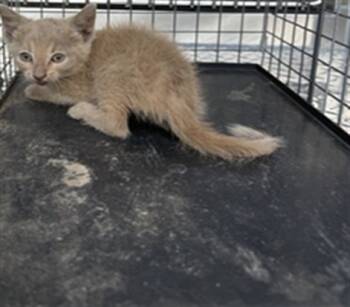 Rescue Domestic Short Hair Cats for Adoption in Dallas, Texas - JOJO | PetCurious