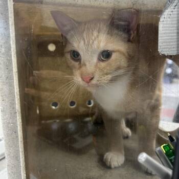 Gizmo -  Domestic Short Hair Cat for Adoption in Philadelphia, Pennsylvania - Gizmo | PetCurious