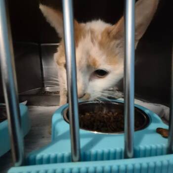 Sergeant -  Domestic Short Hair Cat for Adoption in Troy, Virginia - Sergeant | PetCurious