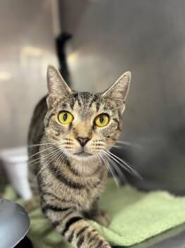 Rescue Domestic Short Hair and Tabby Cats for Adoption in Randolph, Massachusetts - Radical Razr | PetCurious