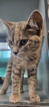 Ash -  Domestic Short Hair Cat for Adoption in Edgewood, New Mexico - Ash | PetCurious