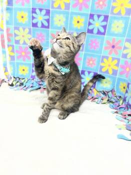 Domestic Short Hair Cats Available for Adoption - Mila | PetCurious