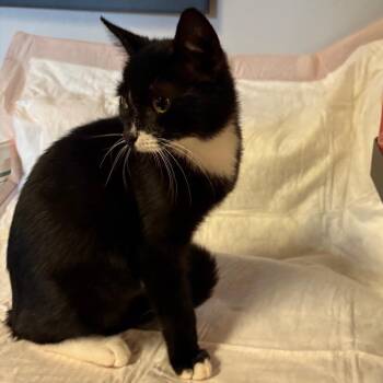 Cat -  Domestic Short Hair Cat for Adoption in San Gabriel, California - Cat | PetCurious