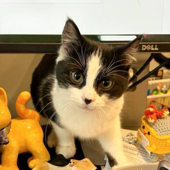 Domestic Short Hair Cats Available for Adoption - Lovey Dovey | PetCurious
