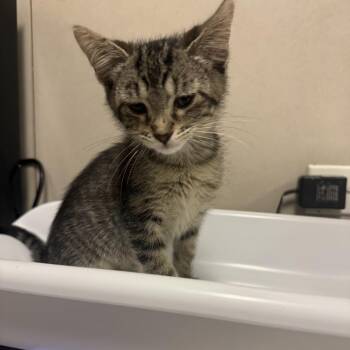 Sticky -  Domestic Short Hair Cat for Adoption in Chicago, Illinois - Sticky | PetCurious