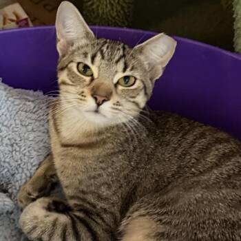 Sahara -  Domestic Short Hair Cat for Adoption in Sunrise, Florida - Sahara | PetCurious