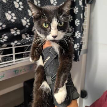 Tres -  Domestic Short Hair Cat for Adoption in Watertown, New York - Tres | PetCurious