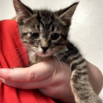 John Deere -  Domestic Short Hair Cat for Adoption in Leander, Texas - John Deere | PetCurious