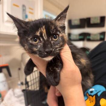 Domestic Short Hair Cats Available for Adoption in Fresno, California - Tortuga | PetCurious