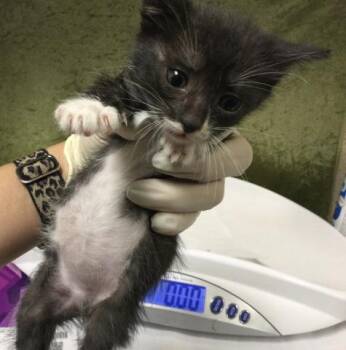 CHIA -  Domestic Short Hair Cat for Adoption in Riverside, California - CHIA | PetCurious