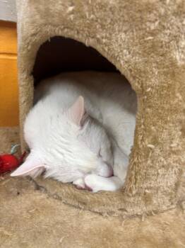 Mish Mish -  Domestic Short Hair Cat for Adoption in Edison, New Jersey - Mish Mish | PetCurious