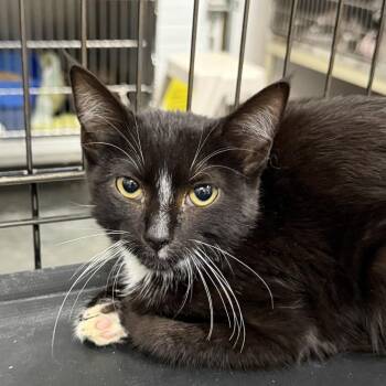 Domino -  Domestic Short Hair Cat for Adoption in Idaho Falls, Idaho - Domino | PetCurious