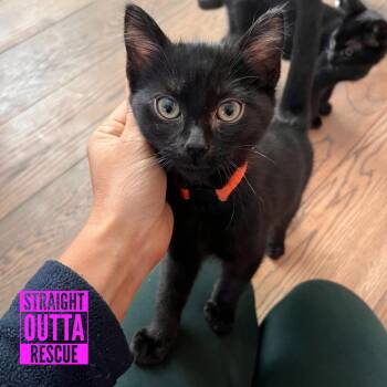 Gustavo -  Domestic Short Hair Cat for Adoption in Vancouver, British Columbia - Gustavo | PetCurious