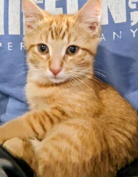 Rescue Domestic Short Hair Cats for Adoption - Wrigley 0725 | PetCurious