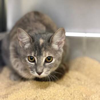 Ava -  Domestic Short Hair Cat for Adoption in Las Vegas, Nevada - Ava | PetCurious