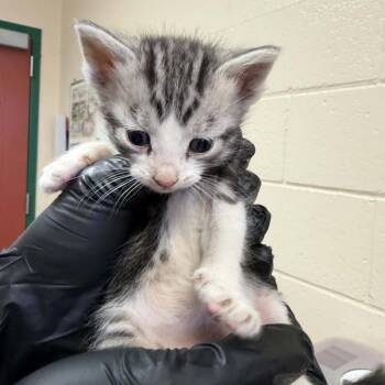 Howie -  Domestic Short Hair Cat for Adoption in Reno, Nevada - Howie | PetCurious
