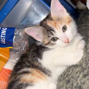 Strawberry -  Domestic Short Hair Cat for Adoption in Wilmington, Ohio - Strawberry | PetCurious