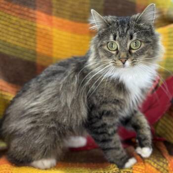Rescue Siberian and Norwegian Forest Cat Cats for Adoption in Mount Vernon, Illinois - Bebe | PetCurious