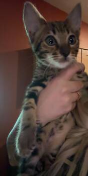 Savannah Cats Available for Adoption - Cash | PetCurious