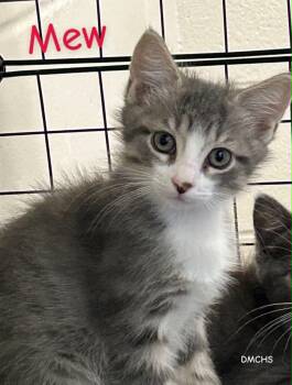 Mew -  Domestic Short Hair Cat for Adoption in Burlington, Iowa - Mew | PetCurious