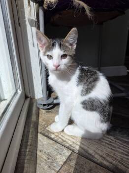 Rescue Domestic Short Hair Cats for Adoption in Shell Lake, Wisconsin - Barnes | PetCurious