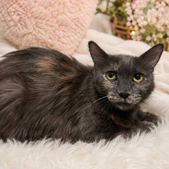 Willow -  Domestic Medium Hair Cat for Adoption in Kanab, Utah - Willow | PetCurious