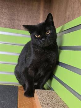 VICKI -  Domestic Short Hair Cat for Adoption in St. Peters, Missouri - VICKI | PetCurious