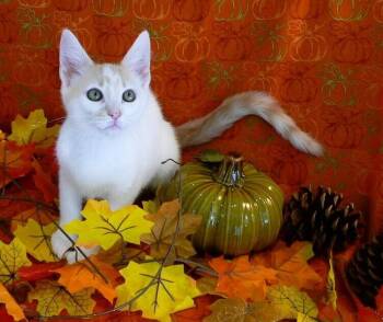 Julius -  Domestic Short Hair Cat for Adoption in Greensboro, North Carolina - Julius | PetCurious