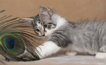 Carlile -  Domestic Medium Hair Cat for Adoption in Chicago, Illinois - Carlile | PetCurious