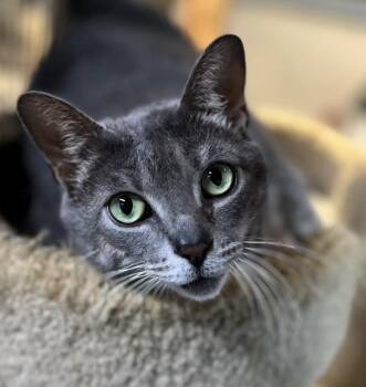 Domestic Short Hair Cats Available for Adoption in Pottstown, Pennsylvania - JuJuBee | PetCurious
