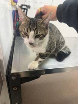 Louie -  Domestic Short Hair Cat for Adoption in South Bend, Indiana - Louie | PetCurious