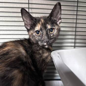 Domestic Short Hair Cats Available for Adoption in Dallas, Texas - Meng Meng | PetCurious