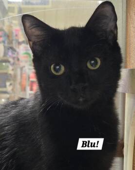 Blu -  Tabby and Domestic Short Hair Cat for Adoption in San Antonio, Texas - Blu | PetCurious