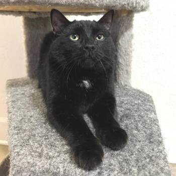 Fuzz Ball -  Domestic Short Hair Cat for Adoption in Springfield, Oregon - Fuzz Ball | PetCurious