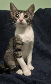 Tortilla -  Domestic Short Hair Cat for Adoption in Chattanooga, Tennessee - Tortilla | PetCurious