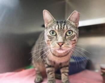 Rune -  Domestic Short Hair Cat for Adoption in Kingsland, Georgia - Rune | PetCurious