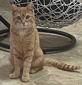 Domestic Short Hair Cats Available for Adoption in Neillsville, Wisconsin - Tiny | PetCurious