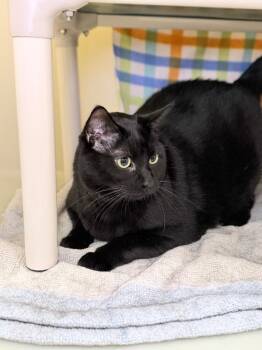 Marathon -  Domestic Short Hair Cat for Adoption in Menomonie, Wisconsin - Marathon | PetCurious
